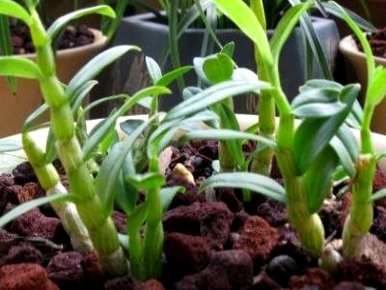 如何种植石斛，如何种植最好的石斛？
