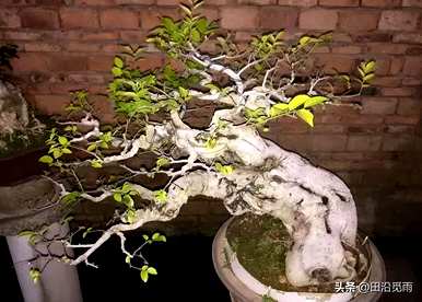 如何维护朴树盆景，简介朴树盆景植物