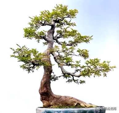 如何维护朴树盆景，简介朴树盆景植物