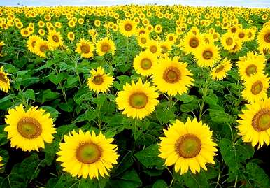 向日葵的花语是什么，向日葵的花语是什么？