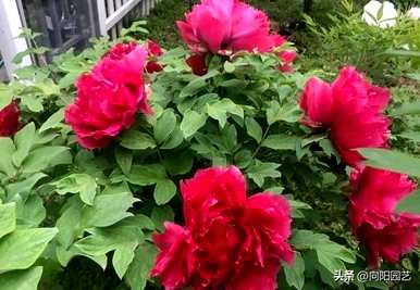 牡丹什么时候开，牡丹什么时候开，什么时候枯萎