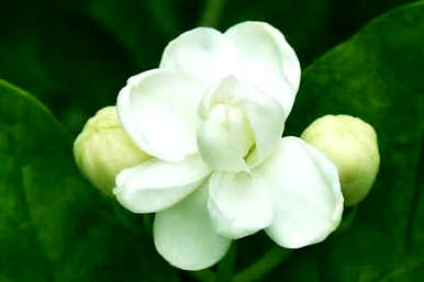 水仙花小球会开花吗？水仙花几个小时开花？