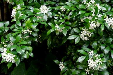 七里香花语传说，七里香花语图片