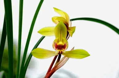 各种兰花花语大全