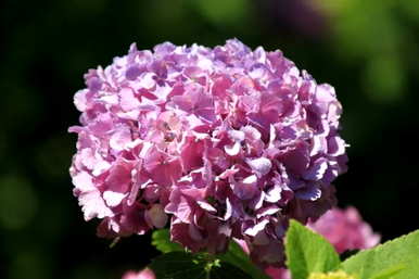 八仙花图片花语
