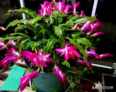 11月开什么花，月开什么花？