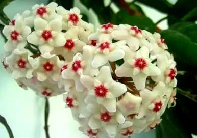 蓝雪球花语，雪球花语是什么？