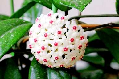 蓝雪球花语，雪球花语是什么？
