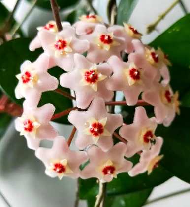蓝雪球花语，雪球花语是什么？