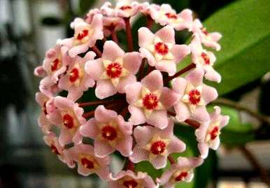 蓝雪球花语，雪球花语是什么？