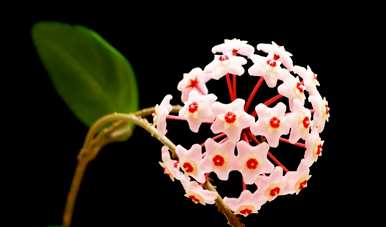 蓝雪球花语，雪球花语是什么？