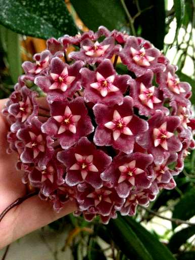 蓝雪球花语，雪球花语是什么？