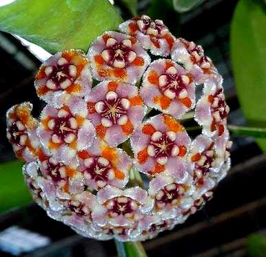 蓝雪球花语，雪球花语是什么？