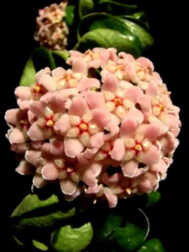 蓝雪球花语，雪球花语是什么？