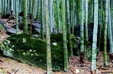 竹子怎么种，竹子怎么种，竹子怎么种？