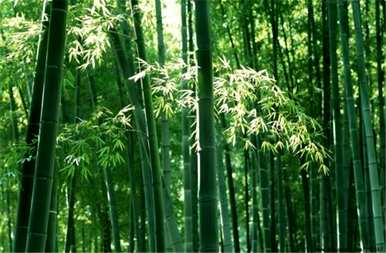 竹子怎么种，竹子怎么种，竹子怎么种？