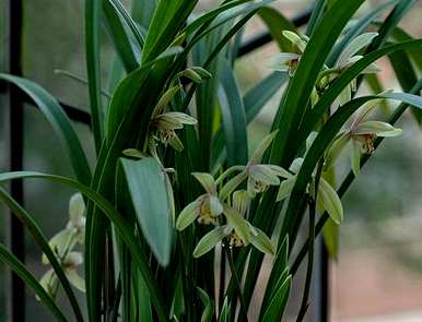 兰花怎么养才容易开花，哪种兰花开花香容易养？