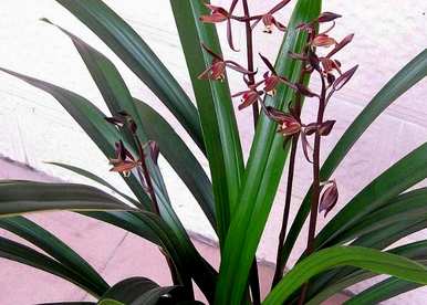 兰花怎么养才容易开花，哪种兰花开花香容易养？