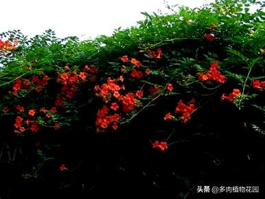 凌霄花的养殖方法，凌霄花的养殖方法如何过冬？