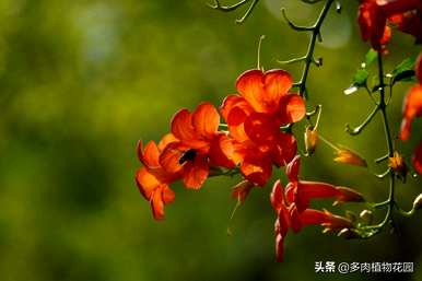 凌霄花的养殖方法，凌霄花的养殖方法如何过冬？