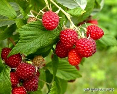 如何种植树莓，树莓种植基地