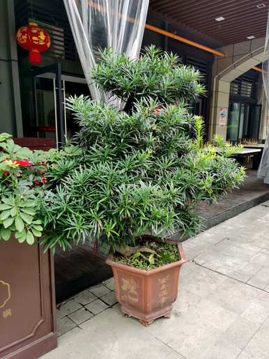 如何培育珍珠罗汉松？院子西侧种植珍珠罗汉松