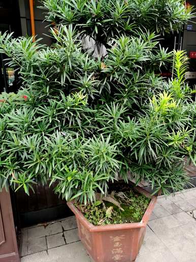 如何培育珍珠罗汉松？院子西侧种植珍珠罗汉松