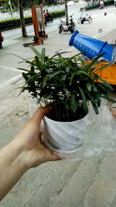 如何培育珍珠罗汉松？院子西侧种植珍珠罗汉松