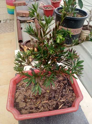 如何培育珍珠罗汉松？院子西侧种植珍珠罗汉松