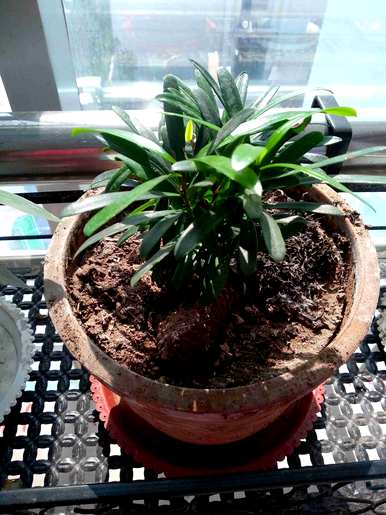 如何培育珍珠罗汉松？院子西侧种植珍珠罗汉松