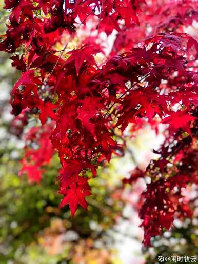 春天有哪些花，春天有哪些盆栽花？