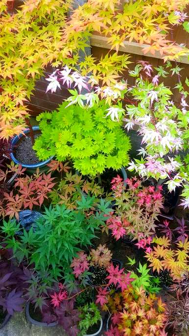 春天有哪些花，春天有哪些盆栽花？