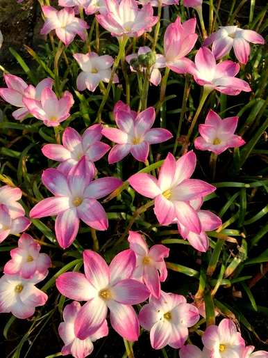 春天有哪些花，春天有哪些盆栽花？