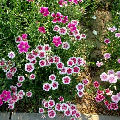 春天有哪些花，春天有哪些盆栽花？