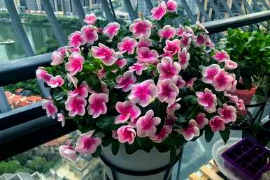 什么是长春花语？长春花语全集