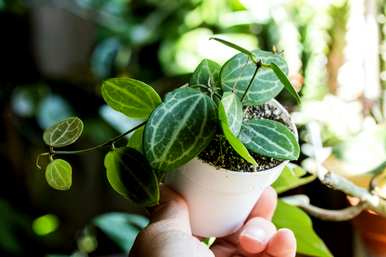 什么是观叶植物，大花盆观叶植物？