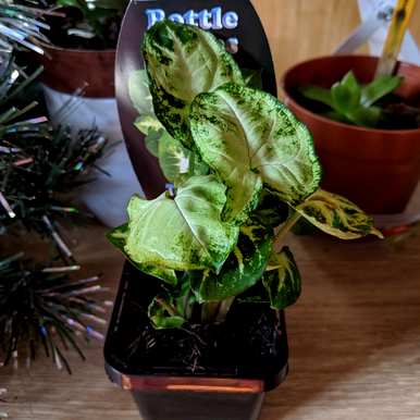什么是观叶植物，大花盆观叶植物？