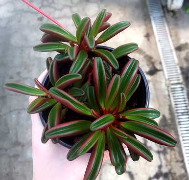 什么是观叶植物，大花盆观叶植物？