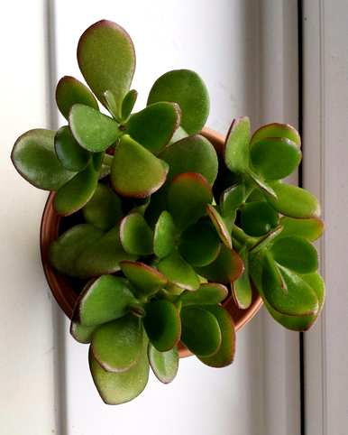 什么是观叶植物，大花盆观叶植物？