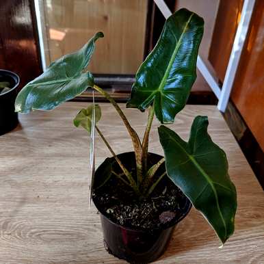 什么是观叶植物，大花盆观叶植物？