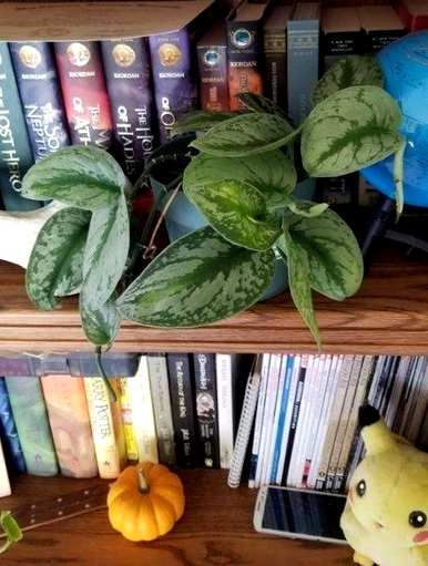 什么是观叶植物，大花盆观叶植物？