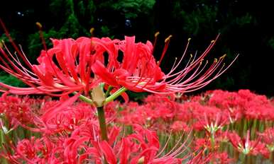 真正的花语是什么，花语和传说是什么？