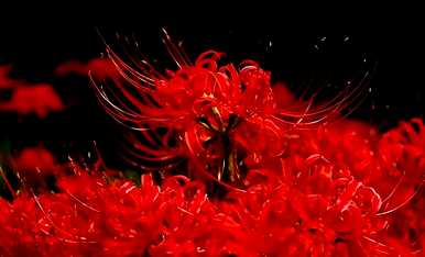 真正的花语是什么，花语和传说是什么？