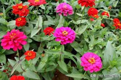 百日草花种子何时播种，百日草何时播种最好