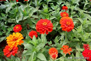 百日草花种子何时播种，百日草何时播种最好