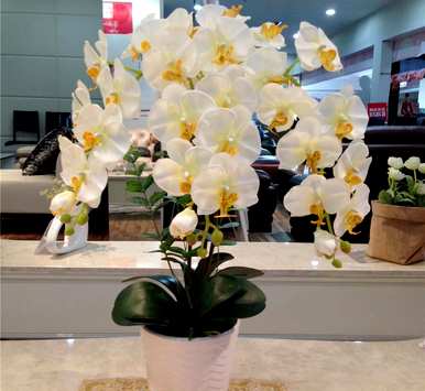 蝴蝶兰花期过后怎么养？蝴蝶兰花期可以剪根吗？