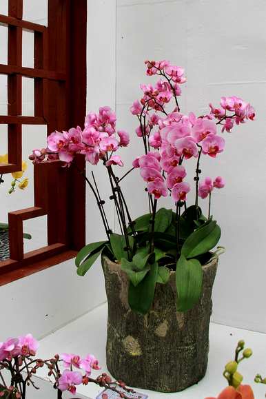 蝴蝶兰花期过后怎么养？蝴蝶兰花期可以剪根吗？
