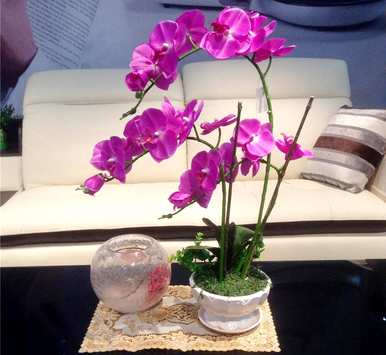 蝴蝶兰花期过后怎么养？蝴蝶兰花期可以剪根吗？