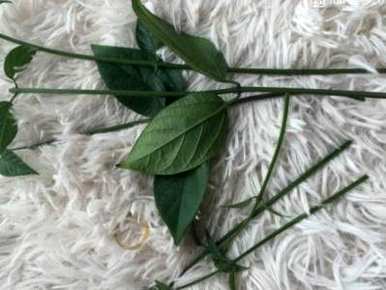 龙吐珠老爬藤怎么剪枝，龙吐珠花怎么剪枝繁殖？