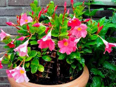 夏天开什么花，夏天最有代表性的花是什么？